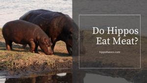 Do Hippos Eat Meat? What Animals do Hippo Eat? - Hippo Haven