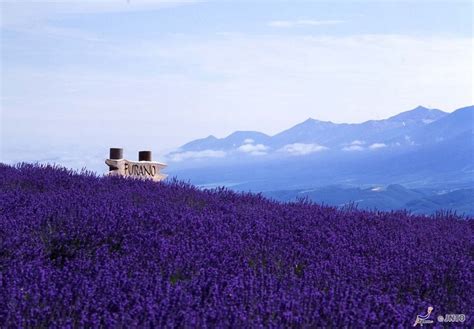 Furano, Hokkaido. Lavender bloom around July-August.