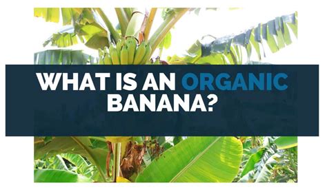 What Makes A Banana Organic?