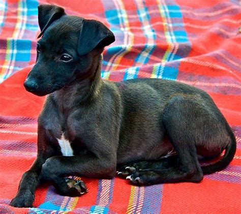 Whippet Dog Breed Information & Characteristics | Whippet dog, Dog ...