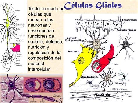 TIPOS DE CELULAS DEL SISTEMA NERVIOSO | Mind Map