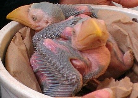 Toco Toucan Chicks born at Atlanta Zoo this week. | Atlanta zoo ...