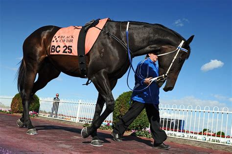 Black Caviar Pictures, Photos & Images | Black caviar, Beautiful horses, Fisher animal