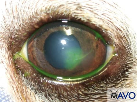 Dog Eye Ulcer | Cat Eye Ulcer | Washington DC | Armour Veterinary