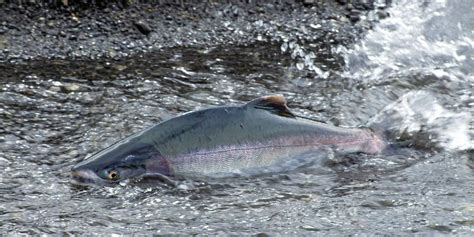 Russia kicks off wild salmon season | Intrafish