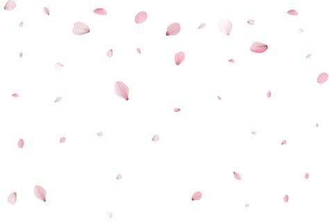 Sakura petals background. Cherry petals 7934846 Vector Art at Vecteezy