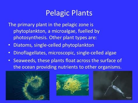 Oceanic pelagic zone biology biome project