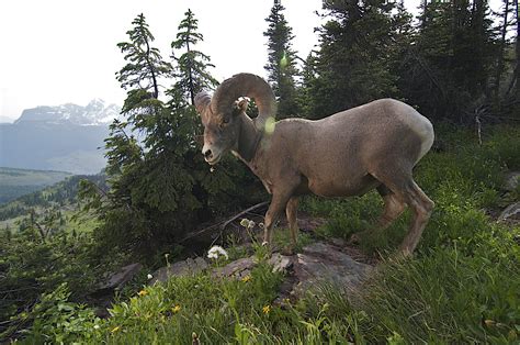 Gibraltar Mountain Lookout: A proposed lodge in bighorn sheep habitat ...