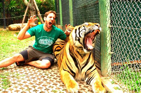 Playing in Tiger Kingdom - Phuket, Thailand - Live, Travel, Teach