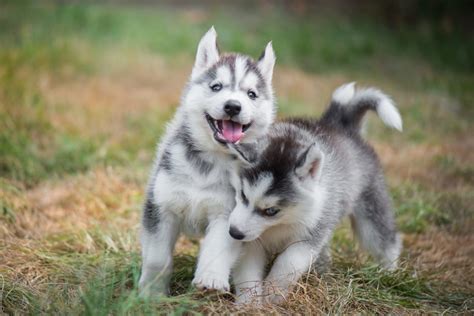 Husky Grooming Routine Tips | Canna-Pet®