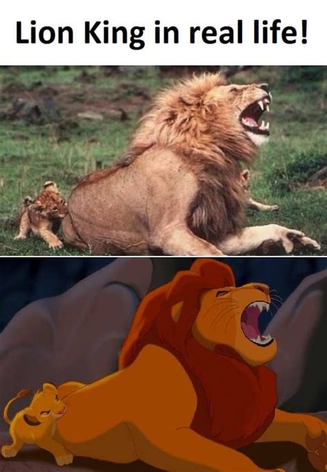 Lion King Funny Meme - Funny PNG