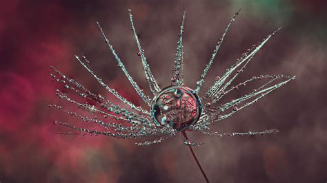 Dandelion clock on Behance