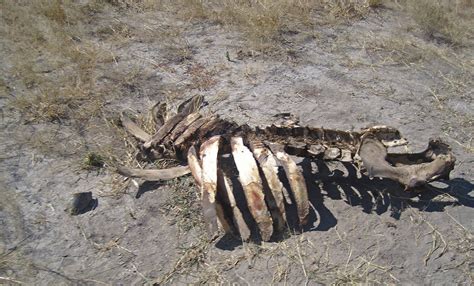 Decaying Carcass Of Dead Animal Free Stock Photo - Public Domain Pictures