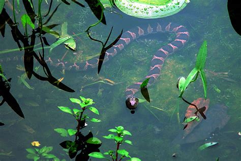 Banded Water Snake Free Photo Download | FreeImages