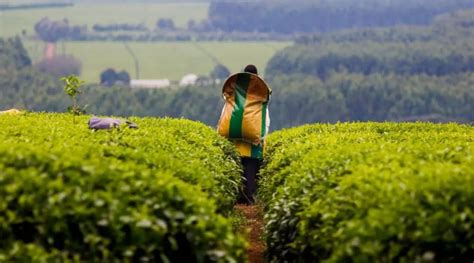 Top 7 Best Black Teas From Kenya - topictea.com