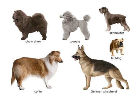 Dog Care Training: America's Favorite Dog Breeds