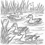 Three Ducks Swimming In A Pond Coloring Page Stock Illustration  sketch template