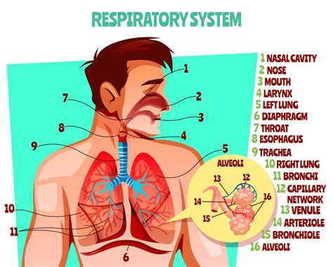 Introduction to Respiratory system – Nursing Lecture