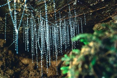 Waitomo Glowworm Caves – Waitomo, New Zealand - Atlas Obscura