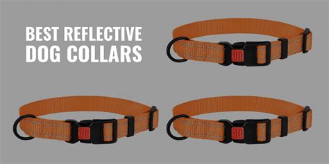 11 Best Reflective Dog Collars – Reviews, Material, Buckle & FAQ