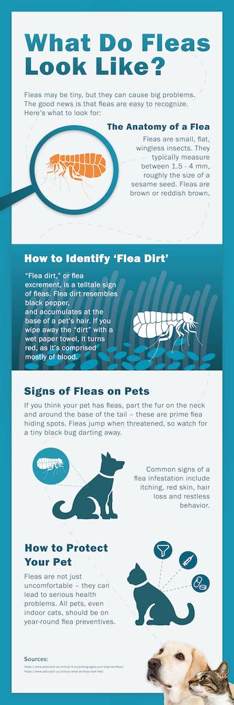 5 Surprising Signs Your Dog Has Fleas | PetCoach