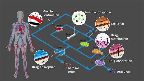 Organ-on-a-Chip Technology: Simulating Human Organs to Improve Drug Testing and Development ...