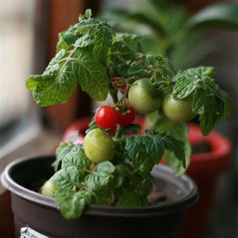 Growing Patio Tomato Plants | An Ultimate Guide for 2023