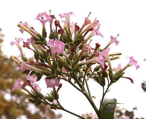 La flor del tabaco. Inflorescencia de Nicotiana tabacum. | Plants, Flowers, Flores