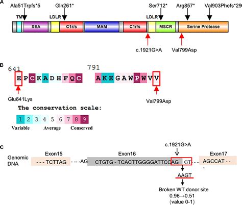 Frontiers | Novel Compound Heterozygous TMPRSS15 Gene Variants Cause Enterokinase Deficiency