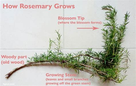 How to Prune Rosemary (with Photos & Video) - FigNut