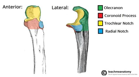 Anatomy of Ulna Bone | Bone and Spine