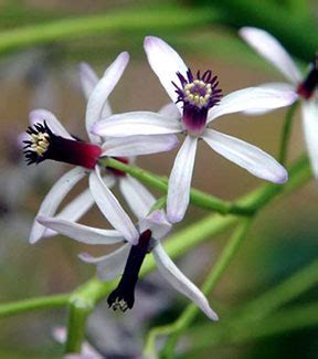 Chinaberry facts and health benefits