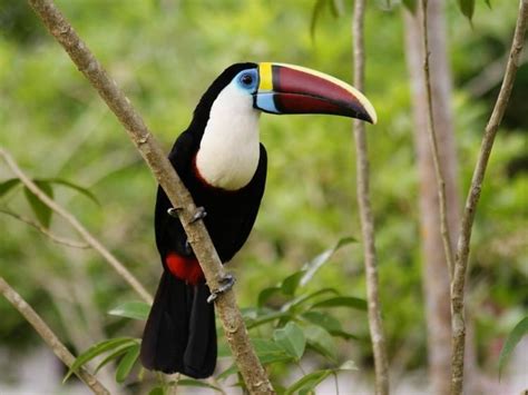 White throated toucan - Alchetron, The Free Social Encyclopedia