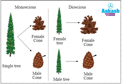 Gymnosperms: Definition, Explanation, Life cycle & Features | AESL