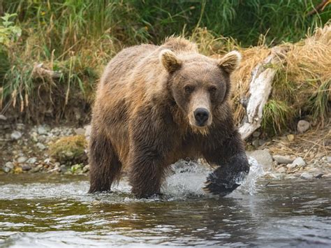 Grizzly Bears — Lockwood Animal Rescue Center