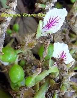 Khubsurat Beauty Tips: Health benefits of Choti Elaichi or Green Cardamom