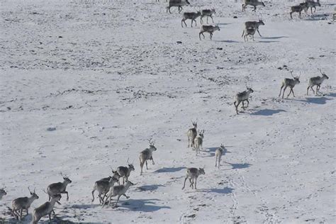 History, Purpose, and Status of Caribou Movements in Northwest Alaska (U.S. National Park Service)