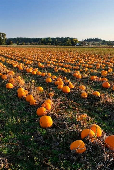 Pumpkin Patch Near Me - 50 Best Pumpkin Farms in America