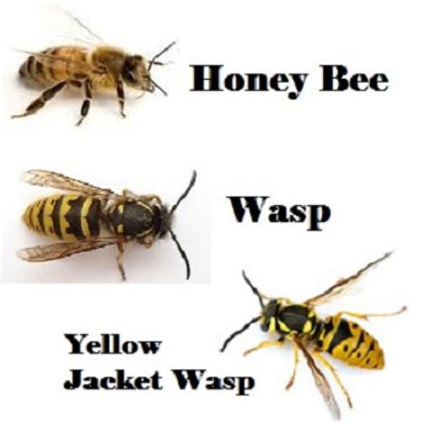 Stinging Insects - Bees, Wasps and Hornets | Desert Roots Pest Control