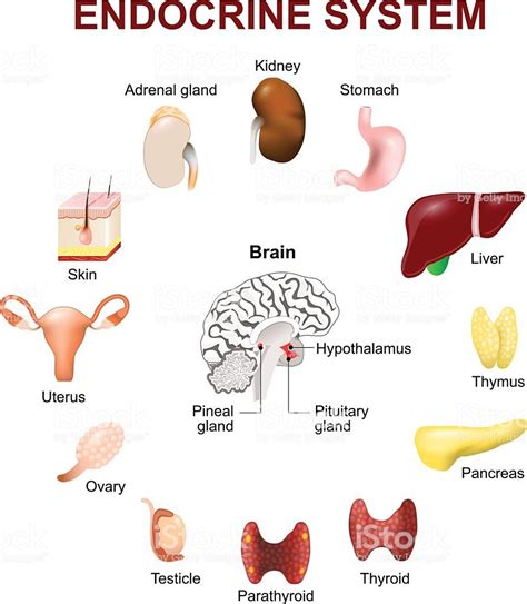 Pin on Endocrine system