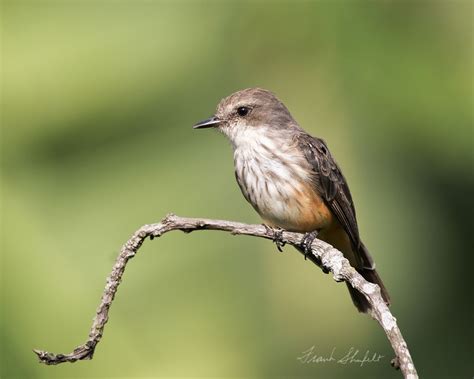 Female Vermilion Flycatcher (Pyrocephalus rubinus) | Vermilion ...