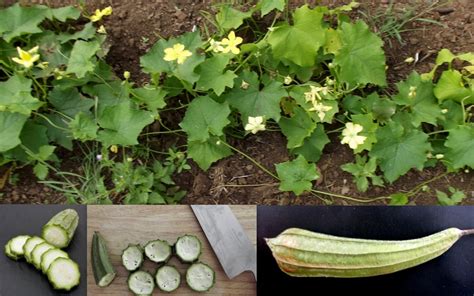 Angled Loofa Luffa Acutangula Seeds | Fair Dinkum Seeds