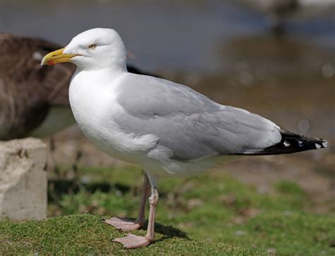 Herring gull | The Wildlife Trusts