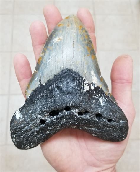 MEGALODON TOOTH Fossilized Giant Shark Tooth Fossil #232 - craibas.al.gov.br