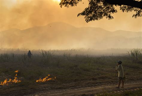 Slash and Burn Agriculture Explanation