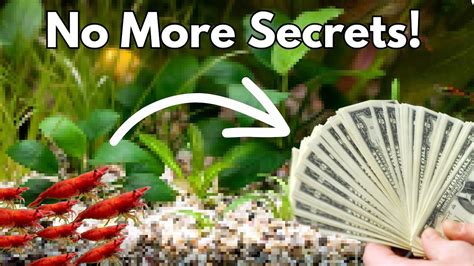 🦐 Breeding Shrimp for Profit: Tips and Tricks for Success - YouTube