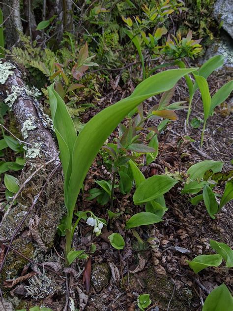 A North American Lily-of-the-Valley? — In Defense of Plants