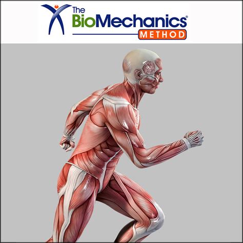 Understanding Muscles and Movement » The BioMechanics Method