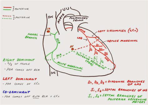 Hunting the Culprit 2: Coronary Artery Anatomy