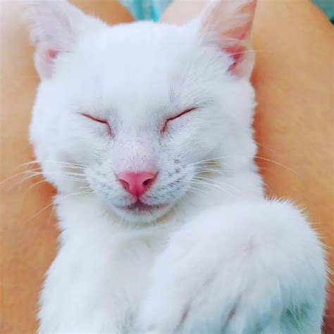 10 Adorable Photos Of Albino Cats